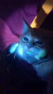 Equipo de Diagnóstico Dermatológico Avanzado para Mascotas en Clínicas Veterinarias - Product Image 5