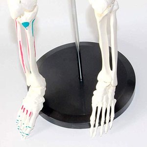 85cm <span class=keywords><strong>scheletro</strong></span> umano modello anatomico medico anatomico Halloween con supporto in metallo <span class=keywords><strong>scheletro</strong></span> anatomico 85cm di altezza braccia rimovibili - Product Image 6
