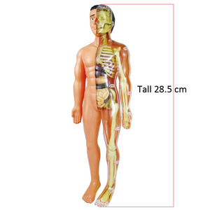 Modèle de corps humain amovible, modèle de squelette humain, vente en gros, kits scientifiques DIY pour enfants, jouets éducatifs, ressources pédagogiques - Product Image 5