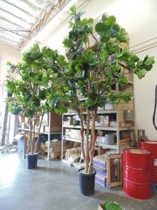 Chúng tôi đã làm một trường hợp thương mại Cây giả trang trí nội thất kinh doanh & văn phòng các tòa nhà nhân tạo 15 feet ficus lyrata fiddle lá vả cây - Product Image 3