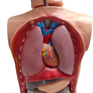 Maniquí Desmontable <span class=keywords><strong>de</strong></span> PVC Duradero <span class=keywords><strong>de</strong></span> Alta Calidad para <span class=keywords><strong>la</strong></span> Enseñanza <span class=keywords><strong>de</strong></span> Ciencias Médicas a Niños, Modelo <span class=keywords><strong>de</strong></span> Torso con <span class=keywords><strong>Cabeza</strong></span> <span class=keywords><strong>y</strong></span> <span class=keywords><strong>Cuello</strong></span> (42 cm) - Product Image 5