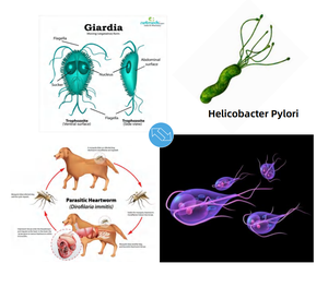 Analyseur d'immunoessai par fluorescence vétérinaire, kit de détection rapide des animaux, analyseur de progestérone pour animaux et chats - Product Image 4