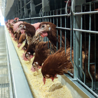Nouvelle cage à poules automatique de type H à 3-12 niveaux avec acier galvanisé pour la production d'œufs dans les fermes avicoles
