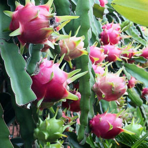 Xi'an Rainbow поставка высококачественного порошка сока стрекозы по низкой цене/свежий органический порошок сока стрекозы - Product Image 4