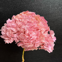 Karangan Bunga Hias dan Tanaman Khusus Bunga Kering Gradasi Besar Bigleaf Anna Snowball Hydrangea untuk Dekorasi Pernikahan dan Rumah