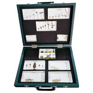 Gelsonlab HSBS-127 Ciclo <span class=keywords><strong>de</strong></span> Vida <span class=keywords><strong>de</strong></span> <span class=keywords><strong>Insectos</strong></span>, Espécimen Biológico Encapsulado - Product Image 3
