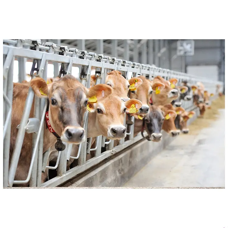 Prefabrik çelik yapı Cowshed süt inek sığır çiftlik barakası Barns evi
