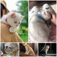 UFBemo Vente à Chaud Boucle de Sécurité Personnalisée avec Collier à Cloche Fournitures pour Animaux de Compagnie Collier pour Chat Colliers pour Chat