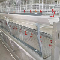 Nouvelle conception d'élevage de poulets pour système d'élevage entièrement automatique de poulets de chair avec cage de couvaison en métal/plastique
