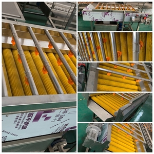 Machine de lavage et de séchage de fruits et légumes, de nettoyage du manioc, haute capacité, durable et efficace, fabriquée en Chine - Product Image 3