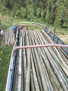 Venta al por Mayor de Postes de Bambú para Construcción, Secados al Horno y Tratados Térmicamente, para Decoración de Gazebos, Cercas y Uso Estructural - Product Image 4