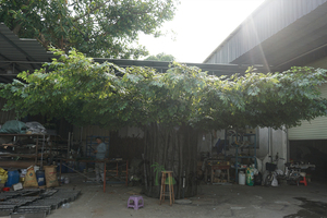 Cây bàng lớn cây xanh trong nhà trang trí nhà hàng vật trang trí trung tâm - Product Image 4