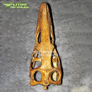 Crâne <span class=keywords><strong>de</strong></span> Vélociraptor réaliste, fossiles <span class=keywords><strong>de</strong></span> musée - Product Image 6