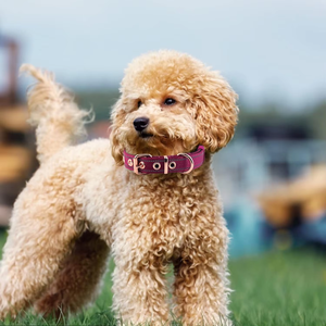 <span class=keywords><strong>Collar</strong></span> para Perro NiBao de Neopreno Acolchado, Ajustable, Reflectante, de Nailon, Multicolor, para Perros Pequeños, Medianos y Grandes - Product Image 6