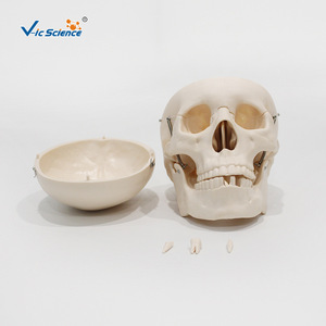 Modèle de simulation d'enseignement : Crâne humain grandeur nature 1:1, simulation anatomique du crâne, modèle de crâne standard. - Product Image 3