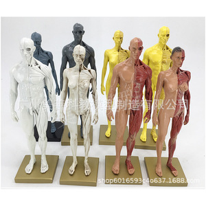Modello di cranio da 30 cm per riferimento artistico, raffigurante mezzo busto, per anatomia muscoloscheletrica umana e disegno. - Product Image 4