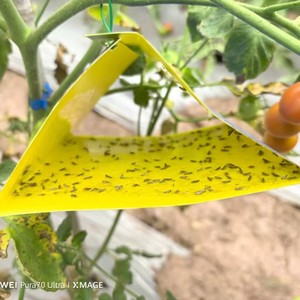Piège à phéromones sexuelles Tuta Absoluta pour la mineuse des feuilles de tomate, piège solide en papier pour les mites, contrôle des insectes tout-en-un - Product Image 6