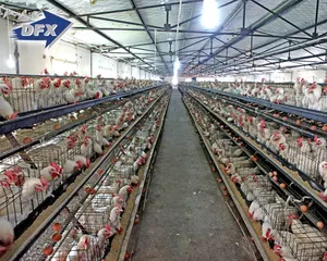 プレハブ商業安い鉄骨構造鶏家禽農家10000鶏用