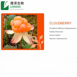ผงคลาวด์เบอร์รี่ผลิตโดยมืออาชีพ สารสกัดสมุนไพรจากธรรมชาติ สารสกัดจากผลไม้ สารสกัดจากสาหร่าย บรรจุในถังพลาสติก - Product Image 4