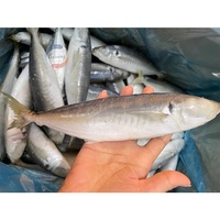 Poisson scad rond frais et congelé, poisson scad queue jaune, poisson à petits yeux, fournisseur en gros