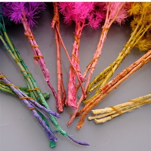 T04300 Large Stems Meaty Rime Grass Preserved Ming Sprengeri Asparagus Fern Bunch <strong>Dried</strong> Preserved <strong>Plant</strong> for Wedding Home Decor - Product Image 5