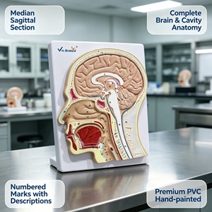 Modèle de structure crânienne à coupe sagittale étiqueté pour la communication avec les patients en clinique ORL hospitalière et l'exposition scientifique populaire ISO/ROHS/CNAS - Product Image 1