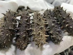 Pepino-do-mar Semi-seco de Alta Qualidade 1000g, Validade de 18 Meses, Atacado a Granel e Envio Rápido - Product Image 3