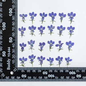 Autocollants de bordure écologiques en fleurs séchées et pressées de <span class=keywords><strong>Lobelia</strong></span> Erinus pour la Saint-Valentin et Noël, idéaux pour les créations en résine époxy - Product Image 5