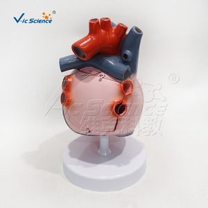 Modelo de conducción cardíaca de alta precisión de 5 componentes (3 veces más preciso), que muestra el nodo sinotriádico y el nodo atrioventricular - Product Image 4