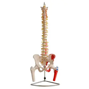 Colonne vertébrale en taille réelle, modèle de colonne vertébrale humaine MECAN Science médicale avec Pelvis et têtes de fémur