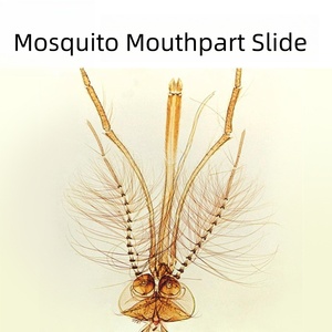 Kit de microscopio educativo para niños Mosquito Mouthpart Slide un espécimen importante en la ciencia médica - Product Image 2