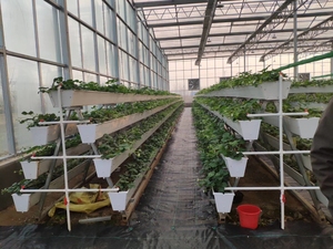 Gouttière de fraise en <span class=keywords><strong>PVC</strong></span> hydroponique à faible coût écologique pour serres agricoles Matériau PE pour l'utilisation des plantes - Product Image 5