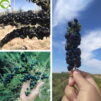 Groothandel Top Verkoop Gedroogde Chinese Zwarte Wolfbes Populaire Gedroogd Fruit