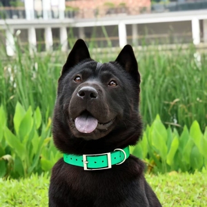 Collare per Cani in TPU Impermeabile all'Ingrosso, Collare Resistente Antiodore per Caccia, Produttore di Collari per Animali Domestici, Logo Personalizzato Disponibile - Product Image 3