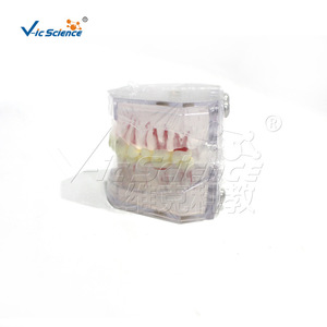 Moules dentaires et modèles biomédicaux sur mesure - Product Image 3