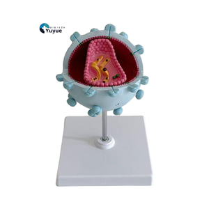 Modelo de Enseñanza Médica, Modelo de Anatomía del Virus del VIH para la Educación en Inmunología y Enfermedades Infecciosas - Product Image 1