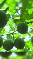 Fabriekslevering Tian Guo Monnik Fruit Natuurlijk Helder Vuur Gedroogd Fruit Luo Han Guo