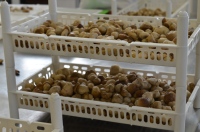 Jamur Porcini irisan putih yang diawetkan, minyak zaitun (6 toples/kotak)-siap untuk makanan pembuka & pasang