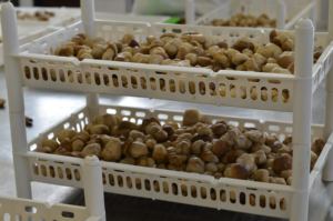 Champiñones Porcini en rodajas blancas en conserva de aceite de oliva (6 tarros/caja)-Listo para aperitivos y maridajes - Product Image 2