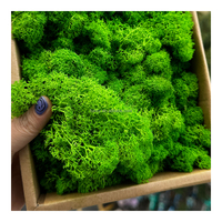 200g de mousse de renne stabilisée naturelle et véritable pour pots de plantes DIY, décoration florale et végétale