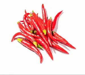 High Quality factory supply dry red chili with cheap Price