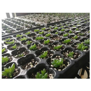 Khuôn Ép Thủy Canh Chậu Cây Giống Nhựa Khay Hạt - Product Image 2