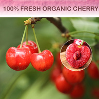 GMP-060 Kersenpoederfabriek Levert Natuur Vitamine C Pure Acerola Zwart Kersenfruit Extract Poeder