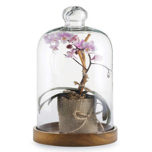 Benutzerdefinierte große klar blume blüten bonsai terrarium pflanzen glas blume dome - Product Image 4