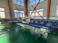 Ligne de tri automatique de cantaloupes certifiée CE