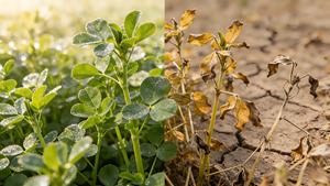 Promotore di Crescita per Alfalfa, Fertilizzante Biologico, Polvere di Trichoderma + Actinomycetes 10 <span class=keywords><strong>Miliardi</strong></span> CFU/g, Migliora il Suolo e Aumenta la Resa - Product Image 4