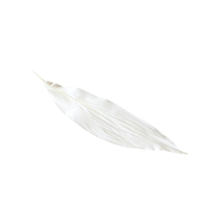 ดอกแอสปิดิสตราแห้งแบบถาวรในกล่องของขวัญพร้อมฝาครอบแก้ว สำหรับตกแต่งบ้าน ถ่ายภาพ ใช้ในงานเทศกาล คริสต์มาส อีสเตอร์ ปีใหม่ สามารถปรับแต่งได้ - Product Image 4