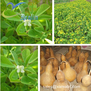 Bubuk Ekstrak <span class=keywords><strong>Fenugreek</strong></span> Ekstrak Biji <span class=keywords><strong>Fenugreek</strong></span> 10:1 Bubuk Ekstrak <span class=keywords><strong>Fenugreek</strong></span> - Product Image 4