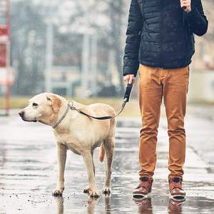 Collar de Cadena para Perro de 10 mm, Cadena de Acero Inoxidable, Resistente a Mordeduras, para Entrenamiento y Paseo - Product Image 6