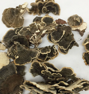 גבוהה באיכות יבש אורגני טורקיה זנב פטריות מיובש טורקיה זנב פטריות כל - Product Image 4